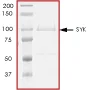 SDS-PAGE - Recombinant human Syk protein (AB60886)