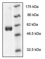 SDS-PAGE - Recombinant human Syk protein (GST tag N-Terminus) (AB196062)