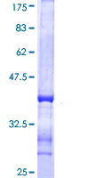 Recombinant Human SYN2 protein