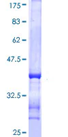 SDS-PAGE - Recombinant Human SYN2 protein (AB114589)