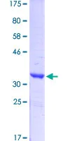 Western blot - Recombinant Human Synapsin I protein (GST tag N-Terminus) (AB152720)