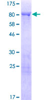 SDS-PAGE - Recombinant Human Synapsin III protein (GST tag N-Terminus) (AB159969)