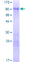 SDS-PAGE - Recombinant Human Synapsin III protein (GST tag N-Terminus) (AB159969)