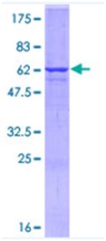 Recombinant Human Synaptophysin protein