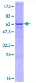 SDS-PAGE - Recombinant Human Synaptophysin protein (GST tag N-Terminus) (AB114166)