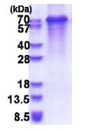 SDS-PAGE - Recombinant Human Synaptotagmin 3 protein (Cytoplasmic domain) (denatured) (His tag N-Terminus) (AB180346)
