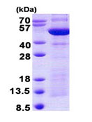SDS-PAGE - Recombinant Human Synaptotagmin 4 protein (His tag N-Terminus) (AB140585)