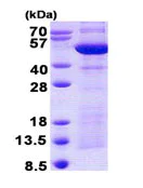 SDS-PAGE - Recombinant Human Synaptotagmin 4 protein (His tag N-Terminus) (AB140585)