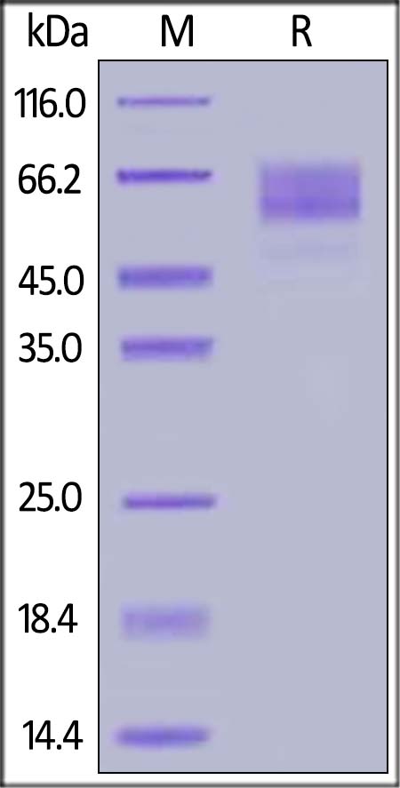 Recombinant human SynCAM/CADM1 protein