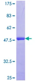 SDS-PAGE - Recombinant Human Syndecan 2/HSPG protein (GST tag N-Terminus) (AB114554)