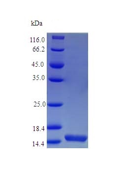 Recombinant human Syndecan 4 protein (Active)