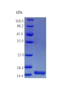 SDS-PAGE - Recombinant human Syndecan 4 protein (Active) (AB243162)