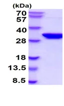 SDS-PAGE - Recombinant Human Syntaxin 1a protein (AB222355)