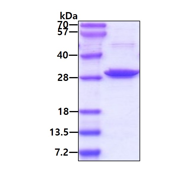 SDS-PAGE - Recombinant Human Syntaxin 1a protein (AB86442), expandable thumbnail