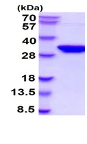 SDS-PAGE - Recombinant Human Syntaxin 1a protein (Tag Free) (AB222355)