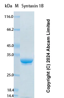 SDS-PAGE - Recombinant human Syntaxin 1B Protein Standard (His tag) (AB323109)