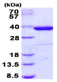 SDS-PAGE - Recombinant Human Syntaxin 4 protein (His tag N-Terminus) (AB131680)