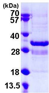 SDS-PAGE - Recombinant Human SYT1 protein (His tag C-Terminus) (AB108130)