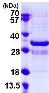 SDS-PAGE - Recombinant Human SYT1 protein (His tag C-Terminus) (AB108130)