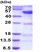SDS-PAGE - Recombinant Human SYT11 protein (His tag N-Terminus) (AB207142)
