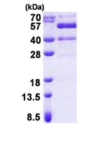 SDS-PAGE - Recombinant Human SYT13 protein (AB167905)