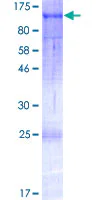 SDS-PAGE - Recombinant Human TAB3 protein (GST tag N-Terminus) (AB166083)