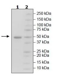SDS-PAGE - Recombinant Human TAC1 protein (Biotin) (Fc tag C-Terminus + Avi tag C-Terminus) (AB271750)
