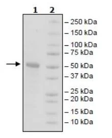 SDS-PAGE - Recombinant Human TAC1 protein (Fc tag C-Terminus + Avi tag C-Terminus) (AB271751)