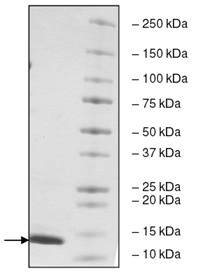 SDS-PAGE - Recombinant Human TAF1 protein (AB198086), expandable thumbnail