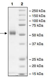 SDS-PAGE - Recombinant human TAF1 protein (AB198139), expandable thumbnail