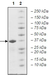 SDS-PAGE - Recombinant Human TAF1 protein (GST tag N-Terminus) (AB198119)