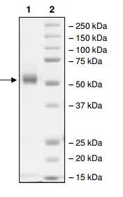 SDS-PAGE - Recombinant human TAF1 protein (GST tag N-Terminus) (AB198139)
