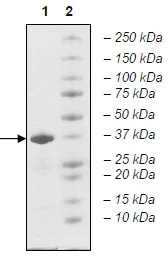 SDS-PAGE - Recombinant Human TAF1 protein (Tagged) (AB198119)