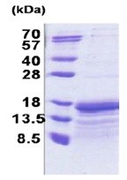 SDS-PAGE - Recombinant Human TAF10 protein (AB171687)