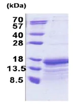 SDS-PAGE - Recombinant Human TAF10 protein (His tag N-Terminus) (AB171687)