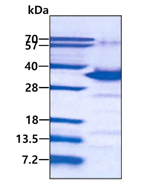 SDS-PAGE - Recombinant Human TAF15 protein (His tag N-Terminus) (AB174418)