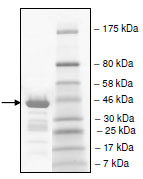 Recombinant Human TAF1L protein