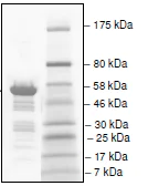 SDS-PAGE - Recombinant human TAF1L protein (AB198161)