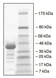 SDS-PAGE - Recombinant Human TAF1L protein (GST tag N-Terminus) (AB196115)