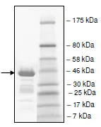 SDS-PAGE - Recombinant Human TAF1L protein (GST tag N-Terminus) (AB198128)