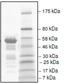 SDS-PAGE - Recombinant human TAF1L protein (GST tag N-Terminus) (AB198161)