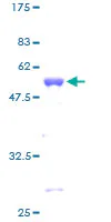 SDS-PAGE - Recombinant Human Tafazzin / TAZ protein (GST tag N-Terminus) (AB114664)