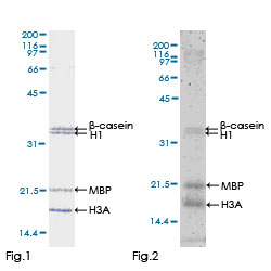 Functional Studies - Recombinant human TAK1 protein (GST tag N-Terminus) (AB132950)