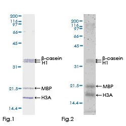 Functional Studies - Recombinant human TAK1 protein (GST tag N-Terminus) (AB132950)