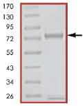 SDS-PAGE - Recombinant human TAK1 + TAB1 protein (AB89692)