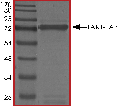 Recombinant human TAK1 + TAB1 protein