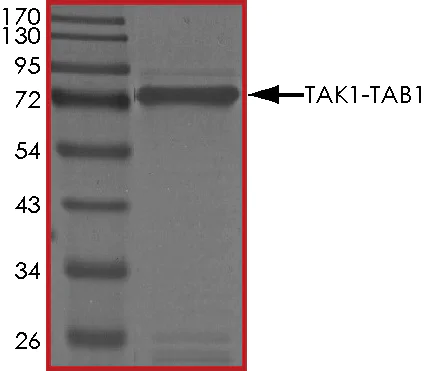 SDS-PAGE - Recombinant human TAK1 + TAB1 protein (AB89692)