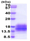 SDS-PAGE - Recombinant Human TALLA-1 protein (His tag) (AB219482)