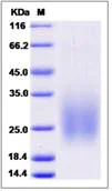 SDS-PAGE - Recombinant Human TALLA-1 protein (His tag) (AB276612)