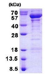 SDS-PAGE - Recombinant Human TANK/TRAF2 protein (AB140046)
